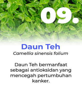 Slide Manfaat Ang Cang Lie Herbal Obat Kanker - Daun Teh
